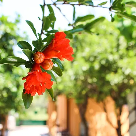 Xristina Appartement Vasiliki